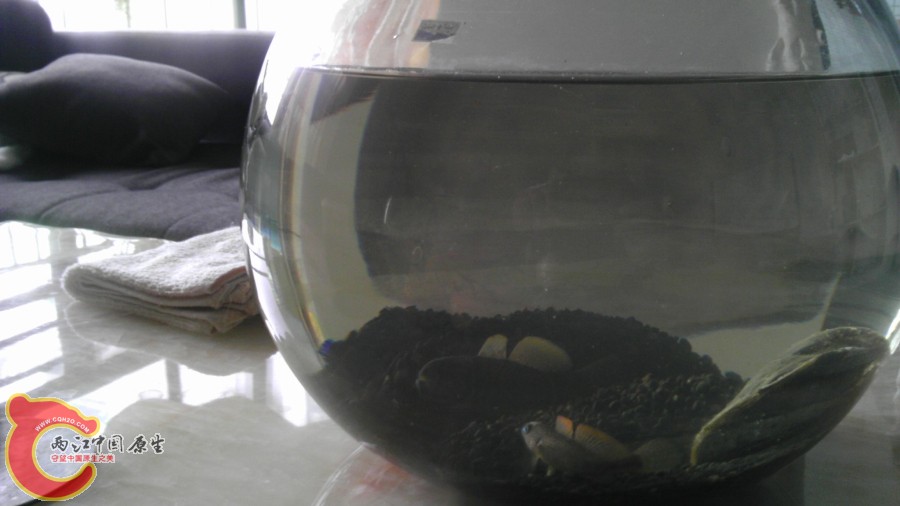 入缸后就很安逸