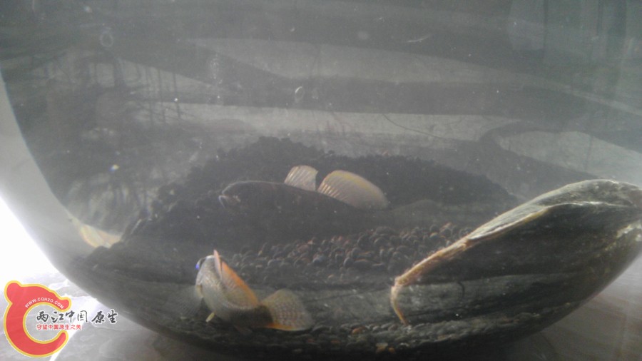 简简单单 意境反而宽阔