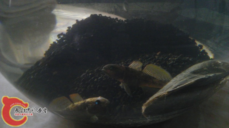 今早已经吃了两三条面包虫