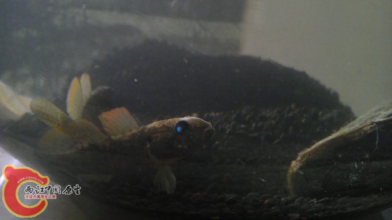 蓝眼 是光线问题 但真心好看