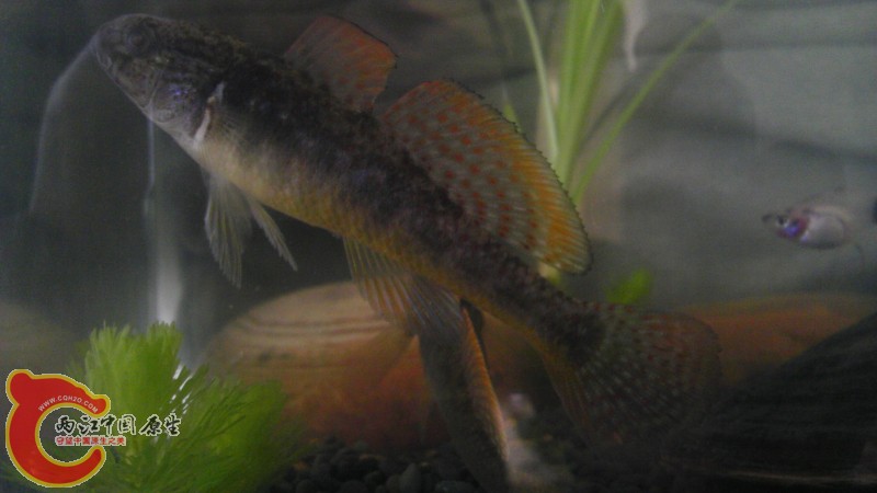 之前的35cm超白小缸