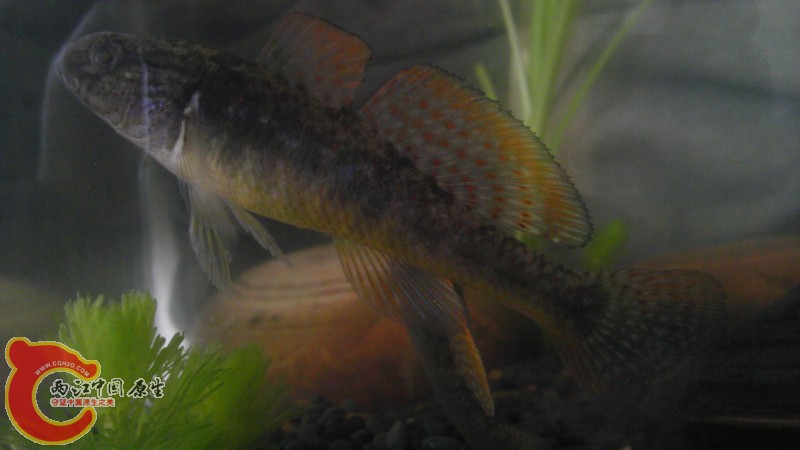 脸上那条白线是光线