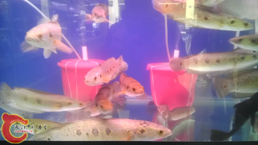 当然 必须先到花地湾 看看 七彩海象到货 身上又有小伤 不知为何 感觉不太像鳢科家族的