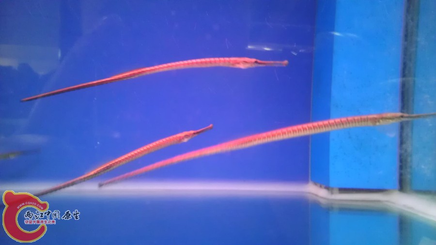 淡水海龙