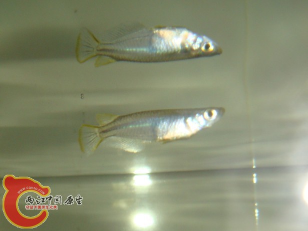 青鳉17.jpg