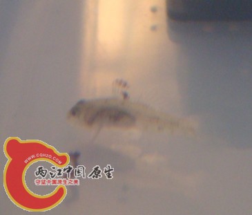 未知虾虎3.jpg