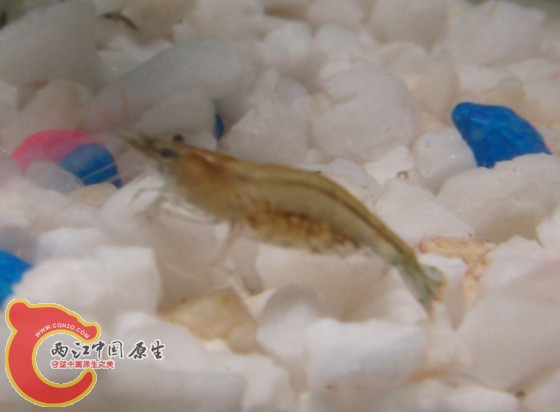 黑壳虾6.jpg