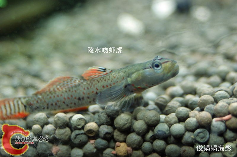 DSC04582_副本_副本.jpg