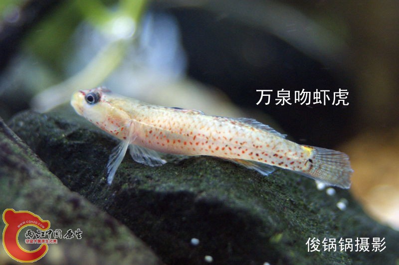 DSC04392_副本.jpg