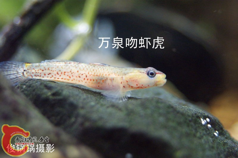 DSC04393_副本.jpg