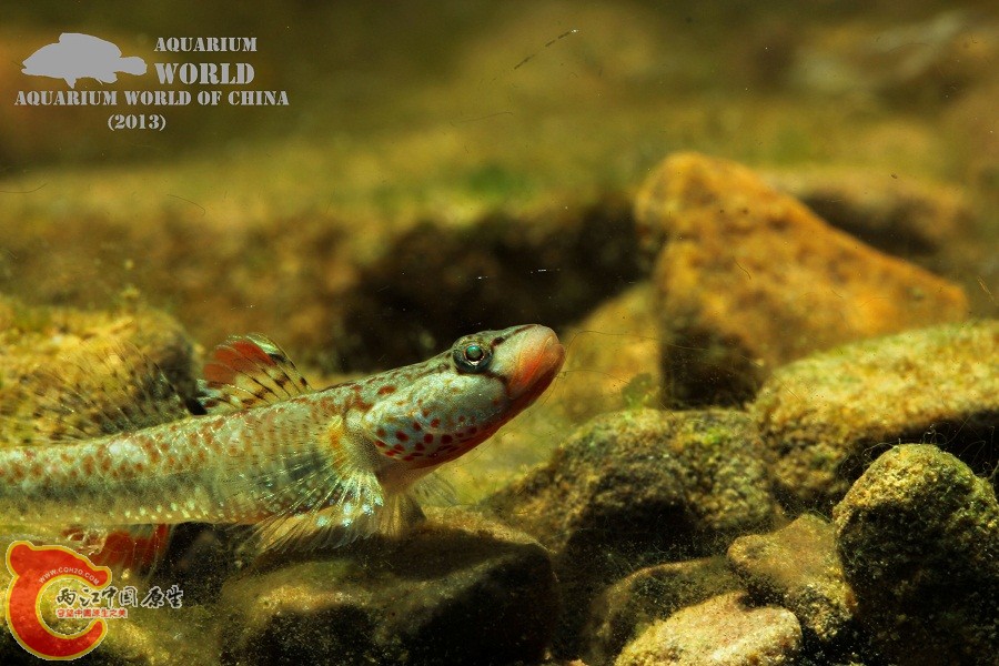 IMG_1705 - 副本.jpg