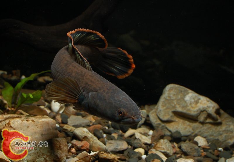 DSC_9541.jpg