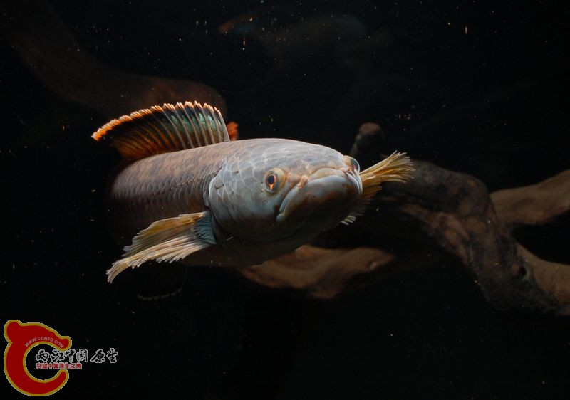 DSC_9542.jpg