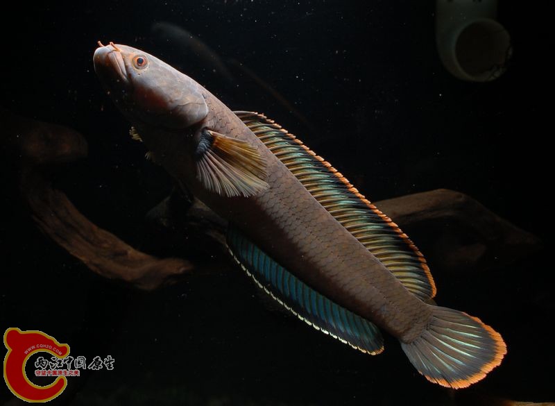 DSC_9555.jpg