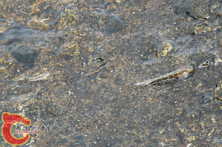 large_FFGC_4882000086c91190.jpg