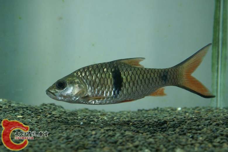 DSC08984_副本.jpg