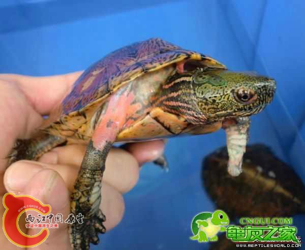 psb 选择性创新.jpg