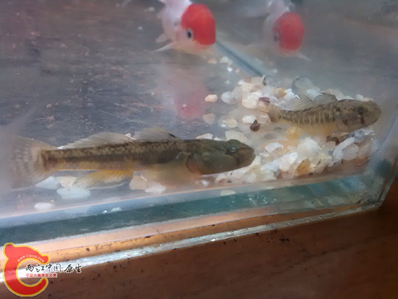 旁边可怜的黄幼