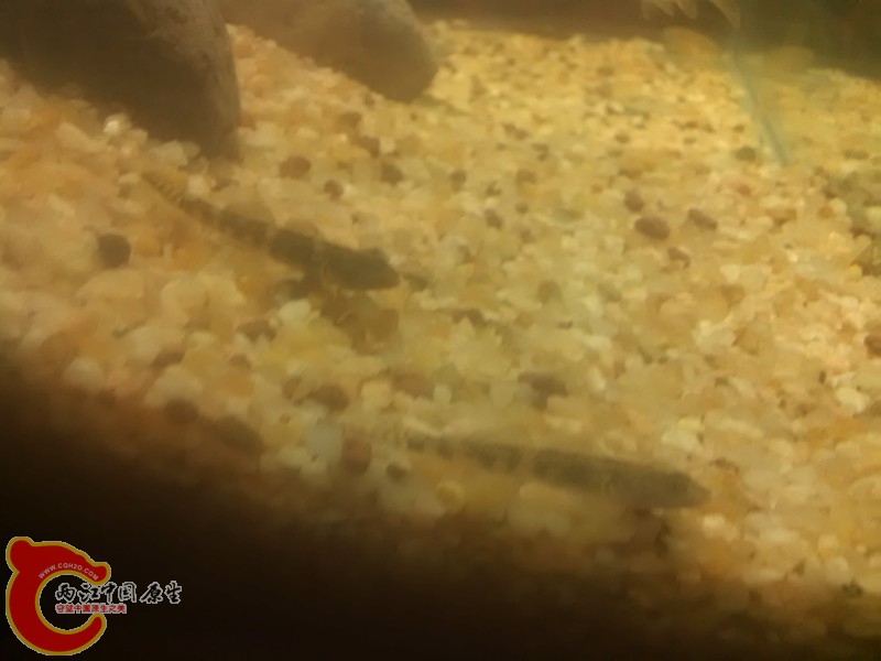 颜色明显和后边的不一样