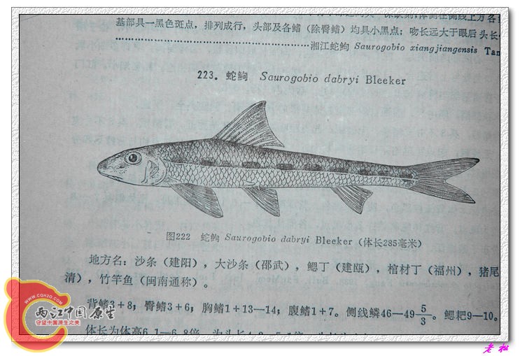 蛇鮈介绍.jpg