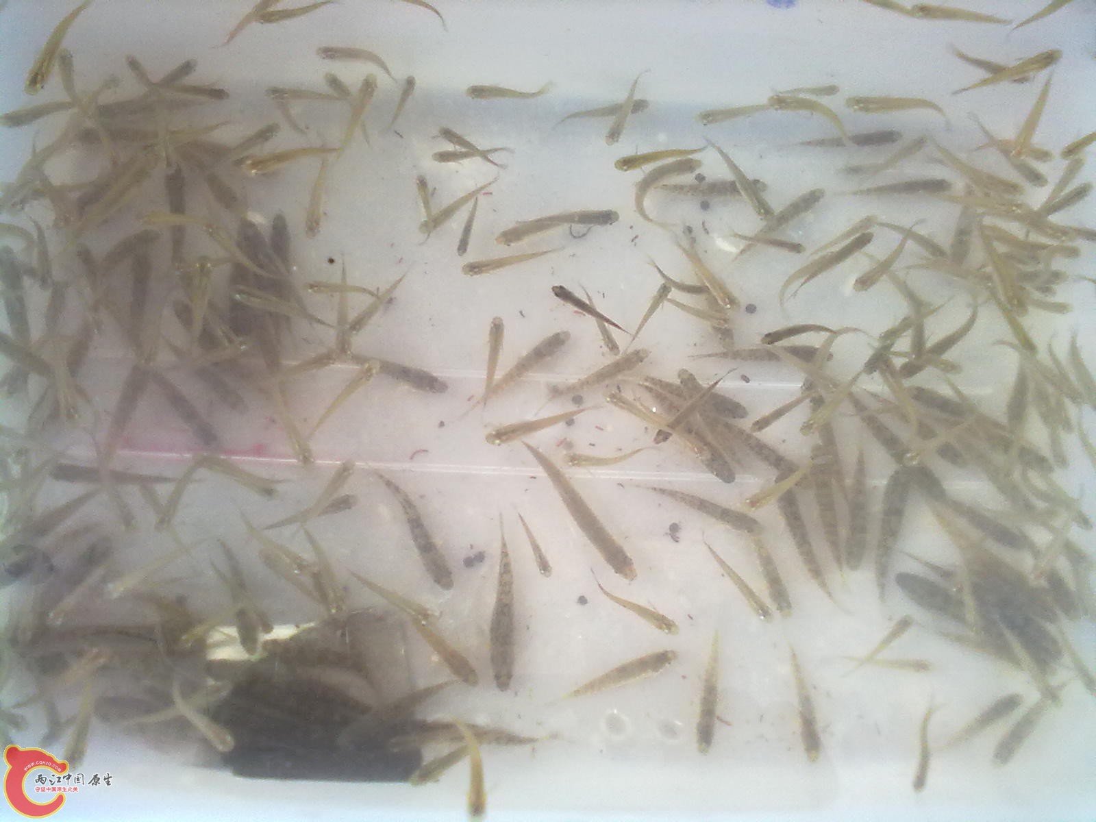 下面的全是，上面的是青锵....