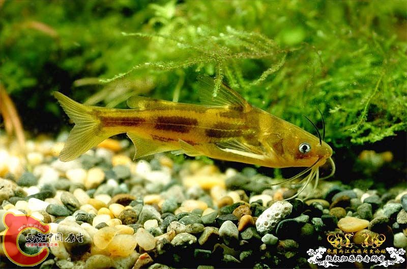 Tachysurus sinensis（华鮠）.jpg