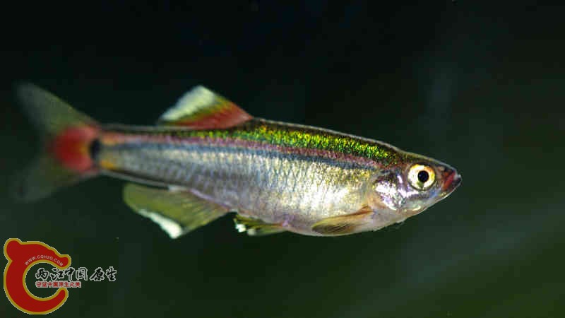 IMGP9706.jpg