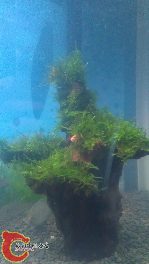 自己绑的莫丝树，上面有“苹果”