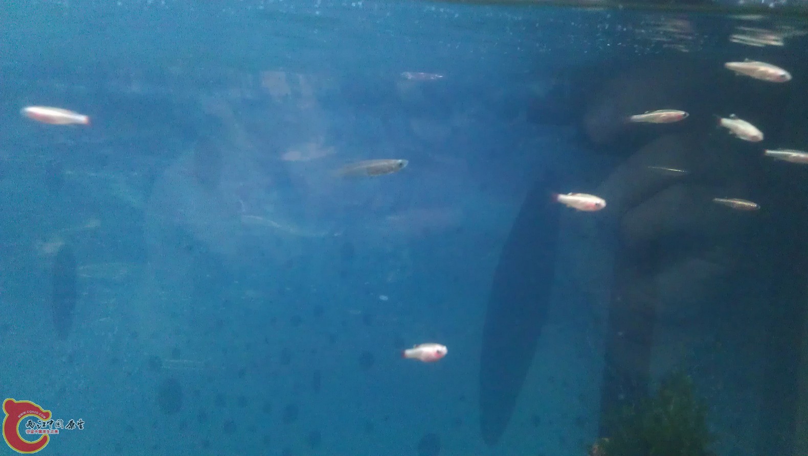 唯一的一条青鱂，丑小鸭没人理