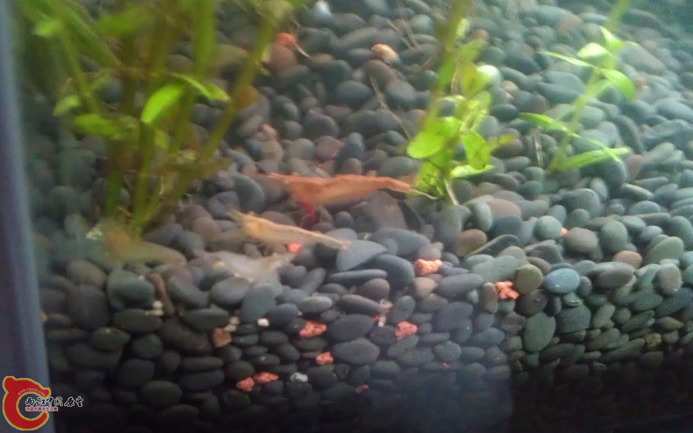 这个暴发户捡到一节红虫