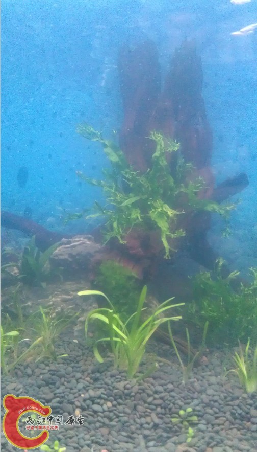 树洞底下是鰟鮍的巢穴