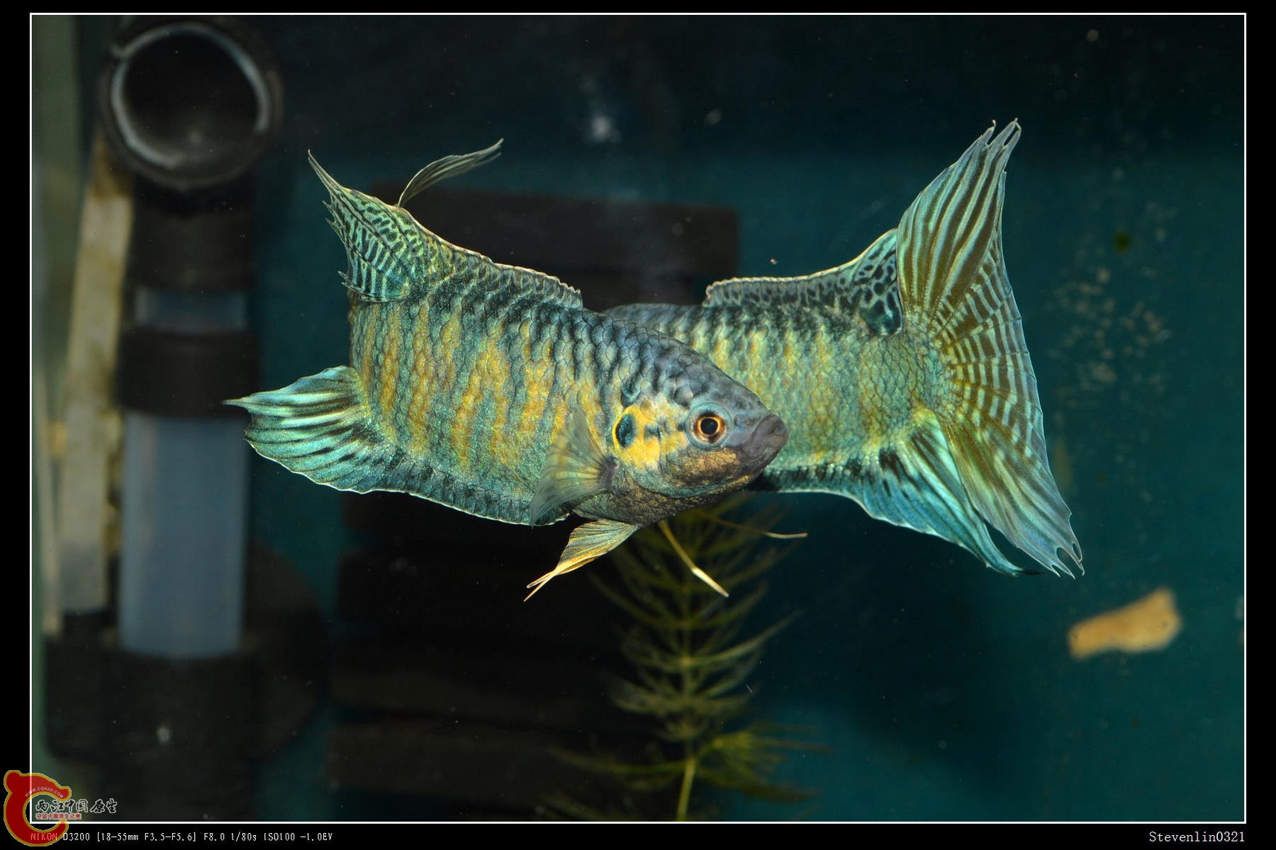 DSC_0663.jpg