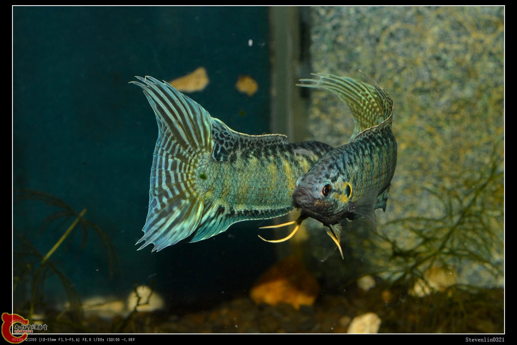 DSC_0674.jpg