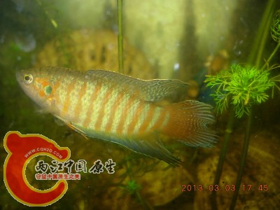 DSCN0113.jpg