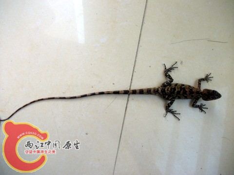 尾巴老长了，