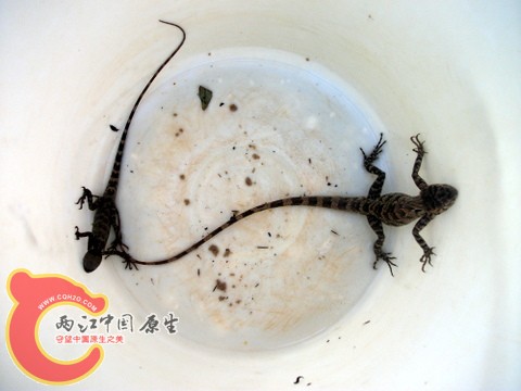 抓了两只，放桶里，