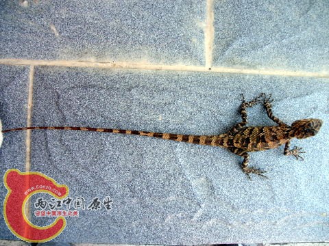 DSCF8060.JPG