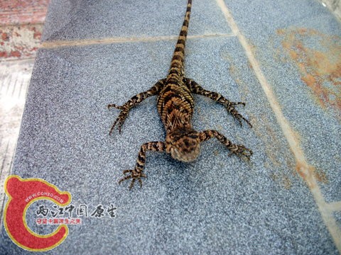 DSCF8064.JPG
