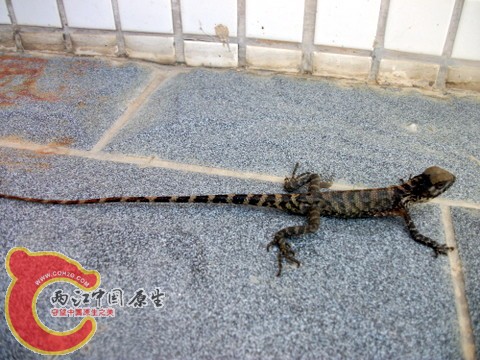 DSCF8066.JPG