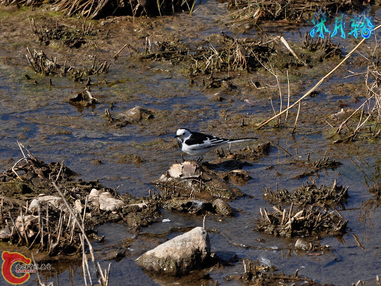 DSC_0134.jpg