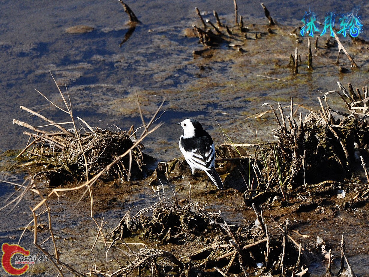 DSC_0106.jpg