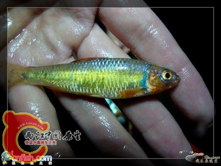 跟这只一模一样，鱼鳍红色，身体金色，鳃附近有点蓝色斑纹，而且胸鳍跟腹鳍跟宽鳍鱲一样 都有白边，