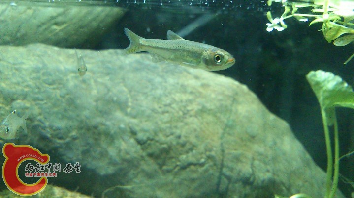 嘴上有一弯红 不知道叫什么鱼