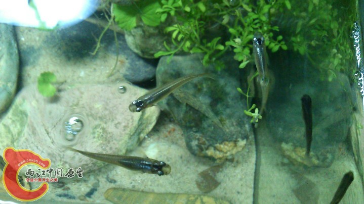 从水面看眼睛会反光