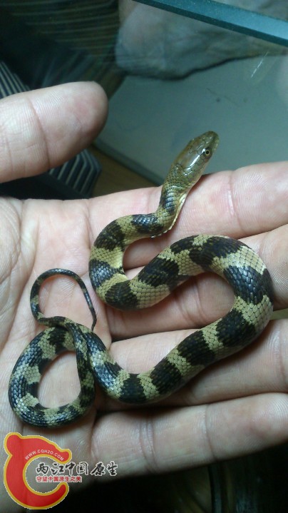 是水蛇吗 有毒不？