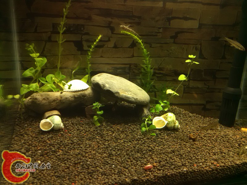 水草也是老板开缸剩下的