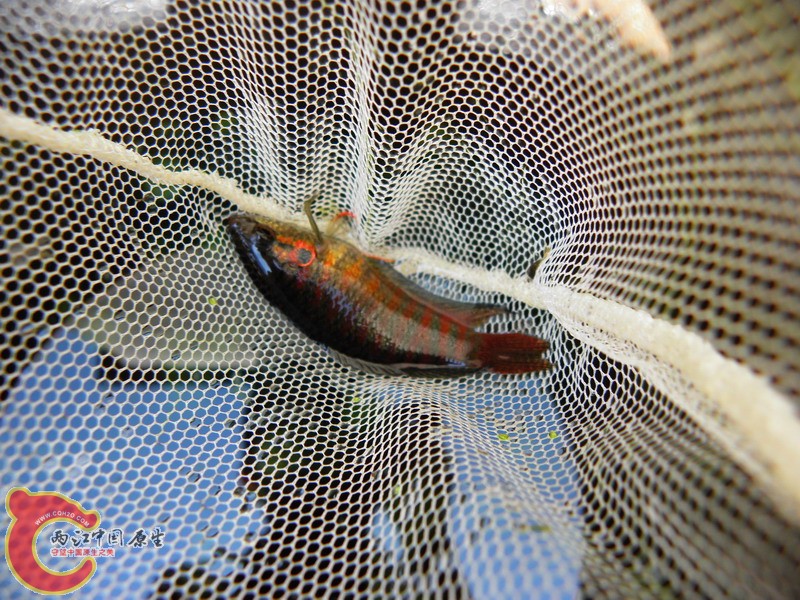P3100013.jpg
