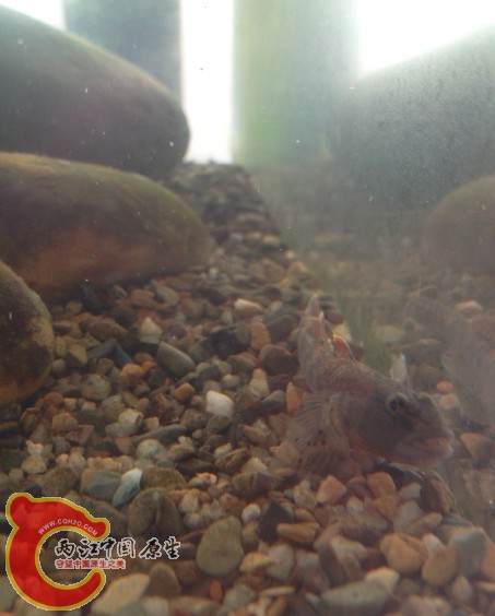 隔离了一个月 现在母鱼怀上了只能把它再扔进去