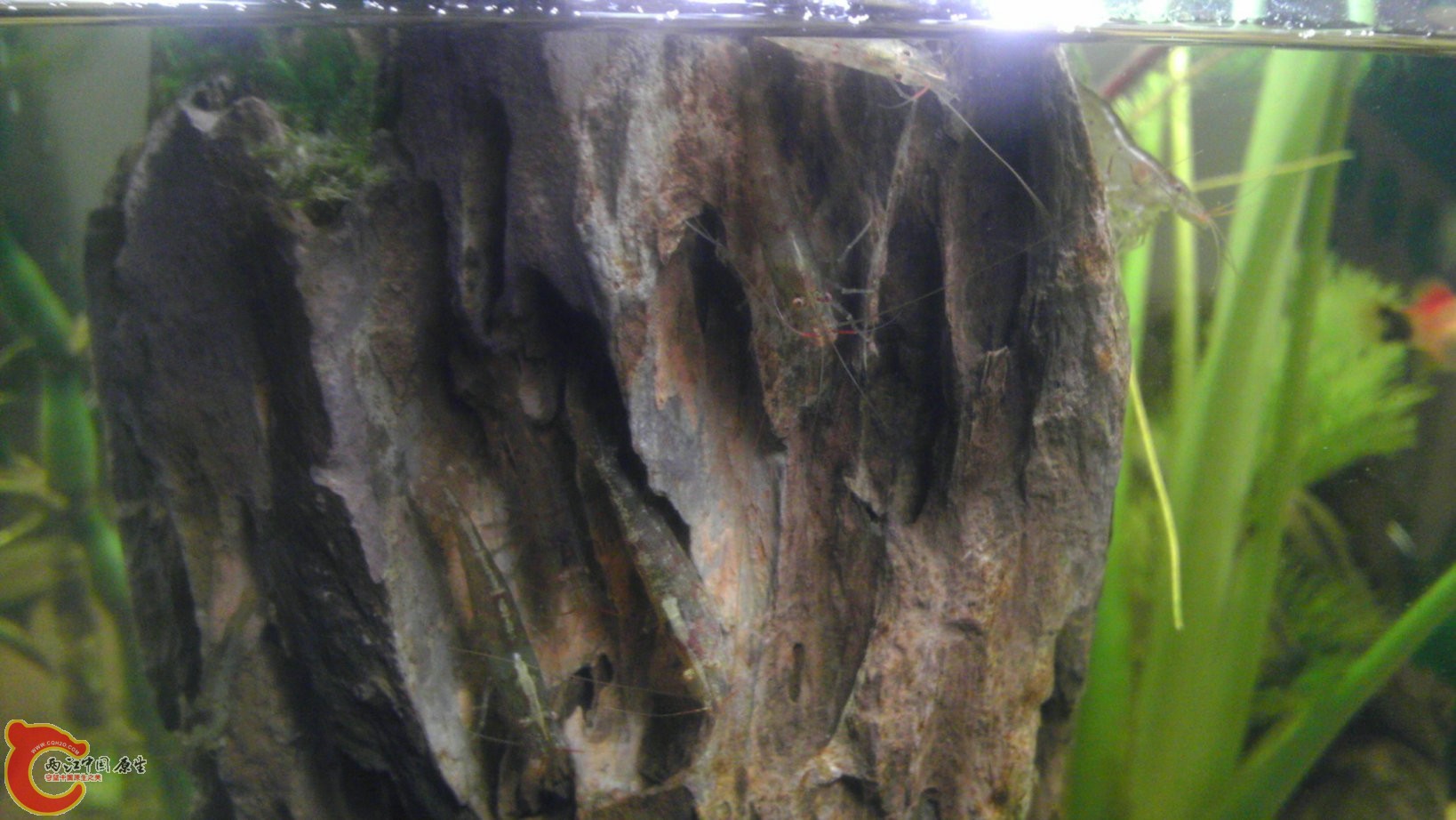 才两晚上 被吃得剩下一只