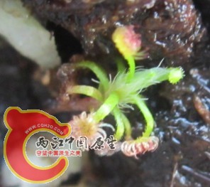 草3.jpg